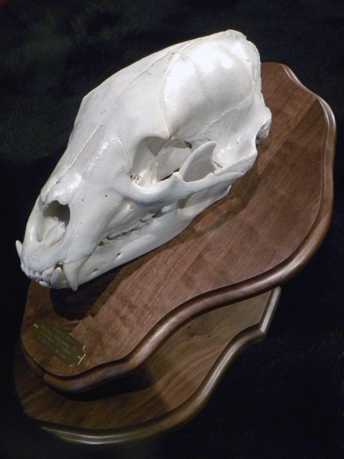 skull mount bear european taxidermy pedestal bahr tail creations wildlife gene