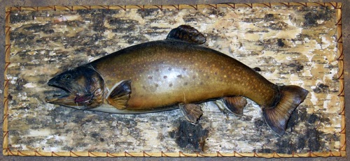Herb Welch Brook Trout.
(Before)