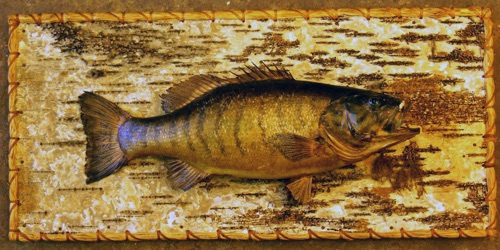Small Mouth Bass by Herb Welch
(Before)