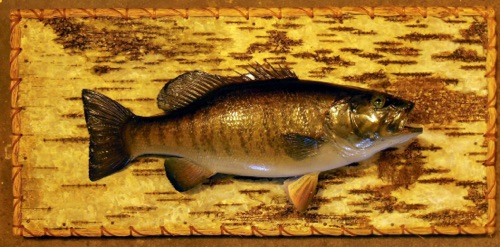 Small Mouth Bass by Herb Welch
(After)