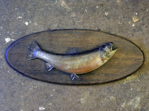 A Hurb Welch Brook Trout 
(Before)
1 of 2