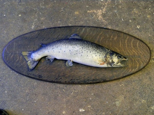 A Hurb Welch Salmon 
(Before)
1 of 2