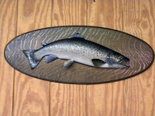 A Hurb Welch Salmon 
(After)
2 of 2