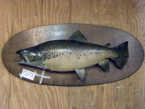 David Footer fish taxidermy mount from 1974 
(Before)
1 of 2