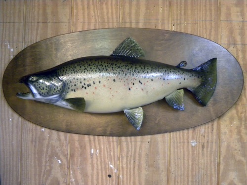 David Footer fish taxidermy mount from 1974
(After)
2 of 2