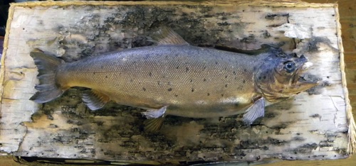 Herb Welch Landlocked Salmon mounted in the early to mid 1900's.
(Before)
1 of 3