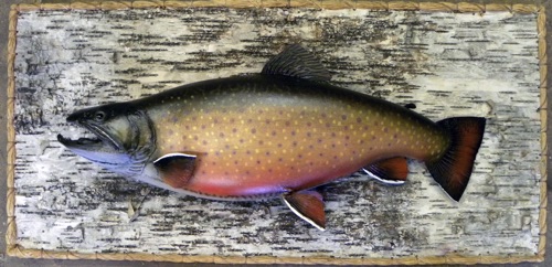 A very large Brook Trout.
Mounted by Herb Welch.
(After)
2 of 2