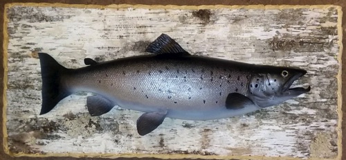Herb Welch Landlocked Salmon mounted in the early to mid 1900's.
(After)
3 of 3