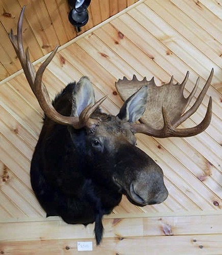 Moose Sneak

800 lbs, 44’’ wide rack.

Note: This sneak mount is perfect for houses with lower ceilings.

$3,500