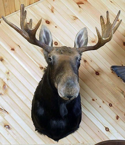 Moose 

Upright dressed 750 lbs, 36’’ wide mid size rack. 

$2,500
