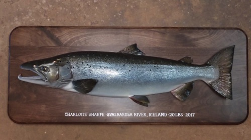 A 38 inch Atlantic Salmon half body carving.