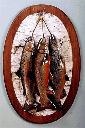 Rainbow Trout, Brook Trout and Brown Trout, mounted on a Birch Bark panel with a Walnut frame.