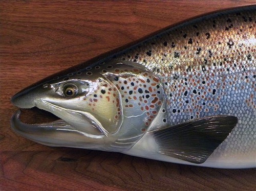 40’’, 30 pound male Atlantic Salmon in spawning colors. (Detailed)

Pic. 2 of 2