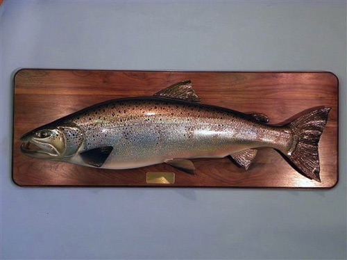 40’’, 30 pound male Atlantic Salmon in spawning colors. (Detailed)

Pic. 1 of 2