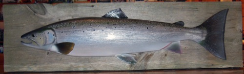 33'' Atlantic Salmon half mount

(free standing base and plaque)