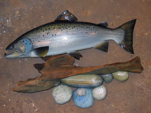 24'' Land Locked Salmon swimming over wooden rocks.