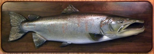 45 '' Atlantic Salmon (Detailed)

Note: Male