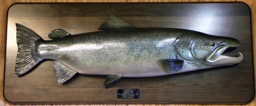 47'' Male Atlantic Salmon,
caught in the Grand Cascapedia River in 
Quebec, Canada
(Detailed)
