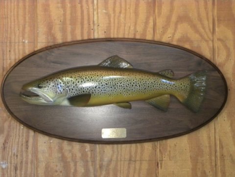 26'' New Zealand Brown Trout