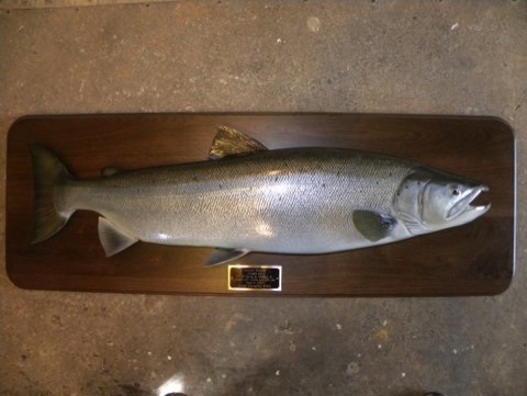 45'' Atlantic Salmon
(Detailed)