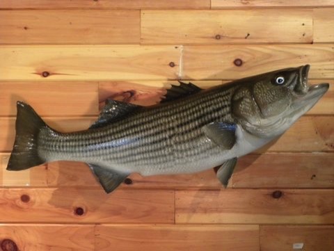 45'' Stripped Bass 
(Fiberglass Reproduction)