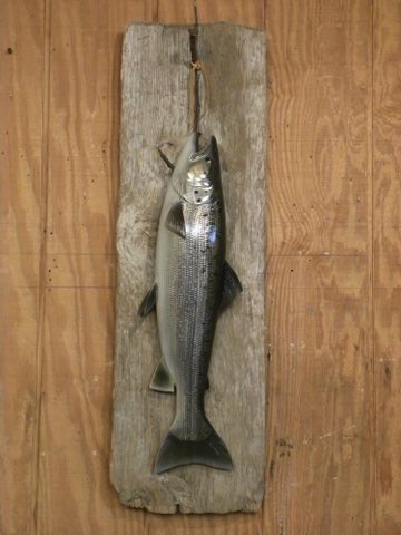 24'' Land Locked Salmon, hanging dead 
on a rustic board