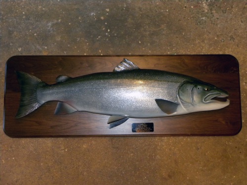 45 '' Atlantic Salmon caught in the Grand Cascapedia