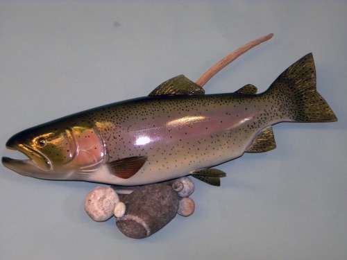 30'' Rainbow Trout swimming over wooden rocks