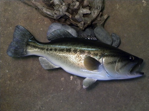 20'' Large Mouth Bass

3 of 3