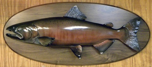 40'' King Salmon, Red Phase