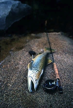 22" Brown Trout laying on sandbar.

Note: Rod and reel are shown to give scale to this beautiful piece