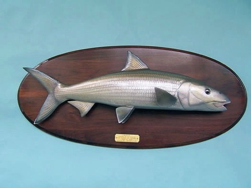 Bone Fish mounted on a Walnut plaque.