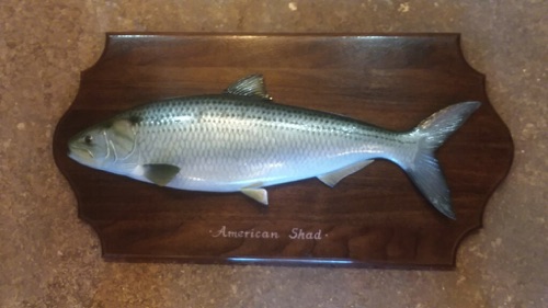 American Shad that Gene carved for the Graig Brook Museum in East Orland, Maine