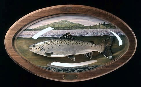 20" Landlocked Salmon mounted on a solid Walnut panel, with a hand painted scene placed under an Acrylic Bubble.