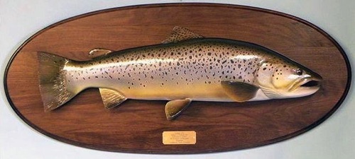 27" New Zealand Brown Trout