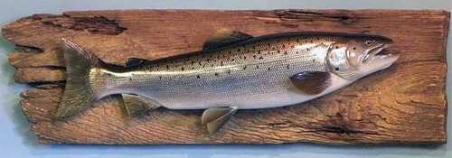 27" Landlocked Salmon on a rustic board