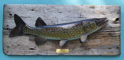 A Pickerel mounted on a weathered plank.