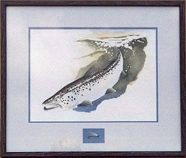 Landlocked Salmon

Note: Transparent Water Colors.