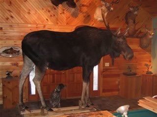 The completed moose before installation at Kittery Trading Post.